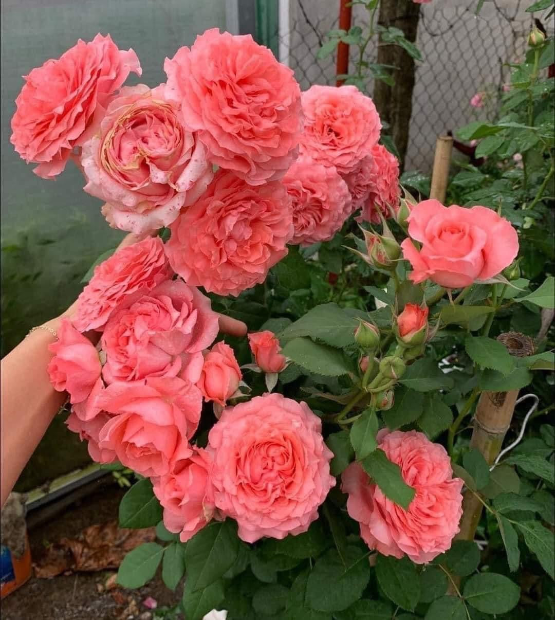 Corail Gelee