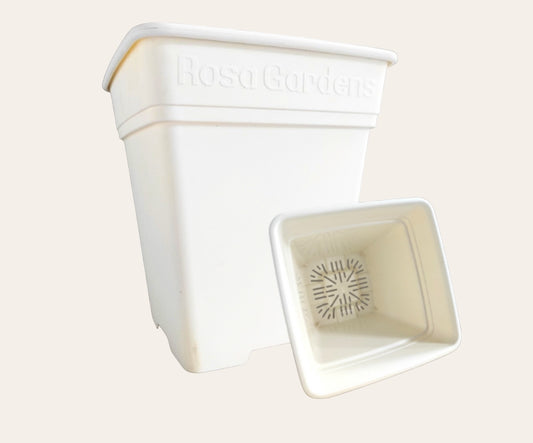 Pot For Growing Rose