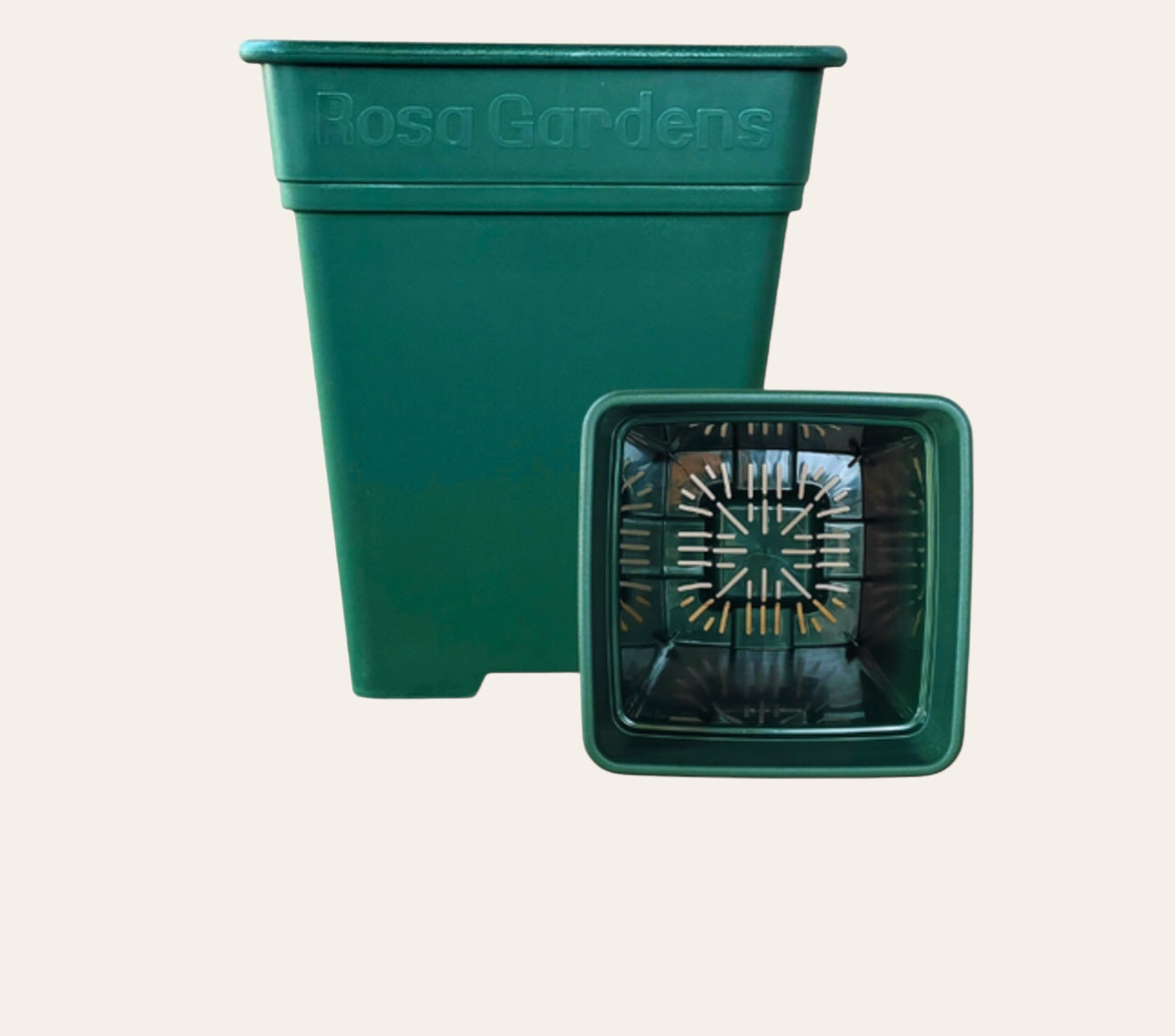 Pot For Growing Rose