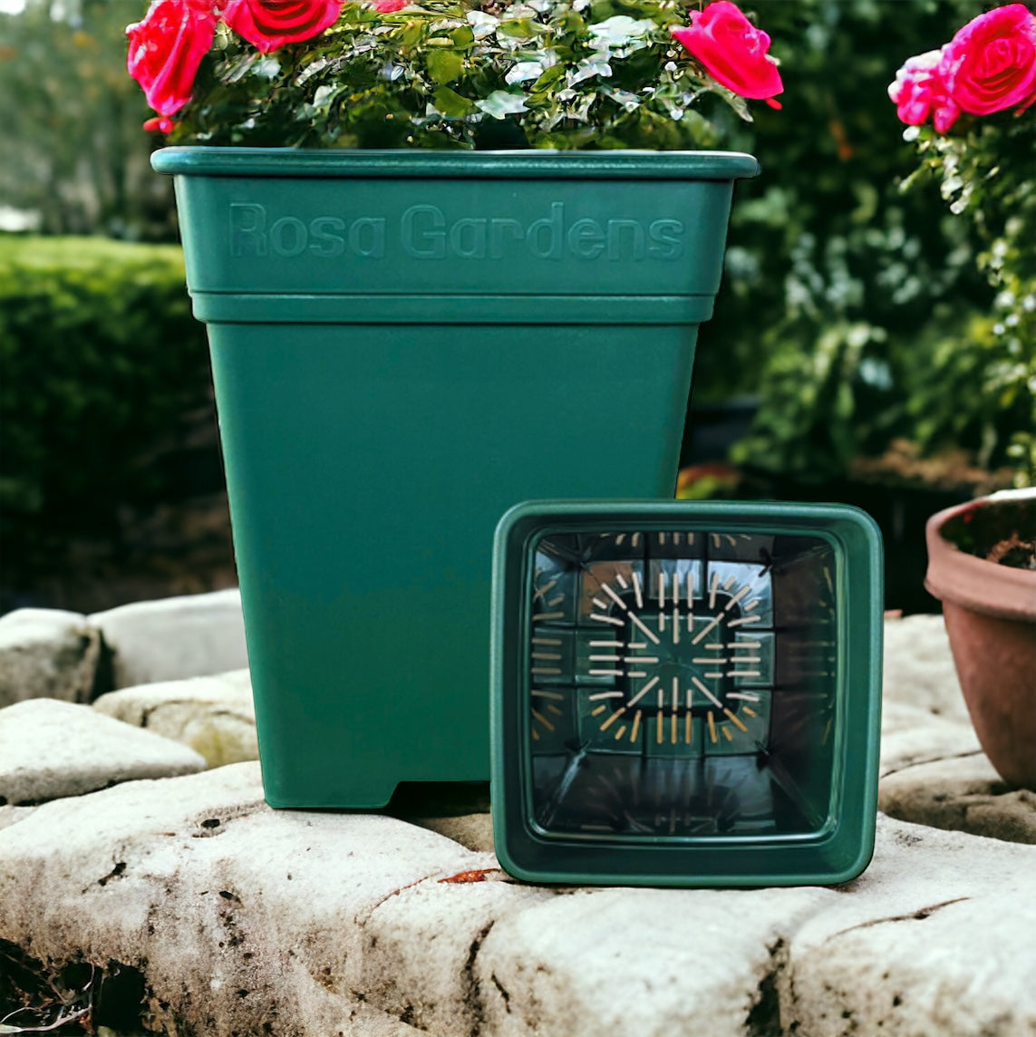 Pot For Growing Rose