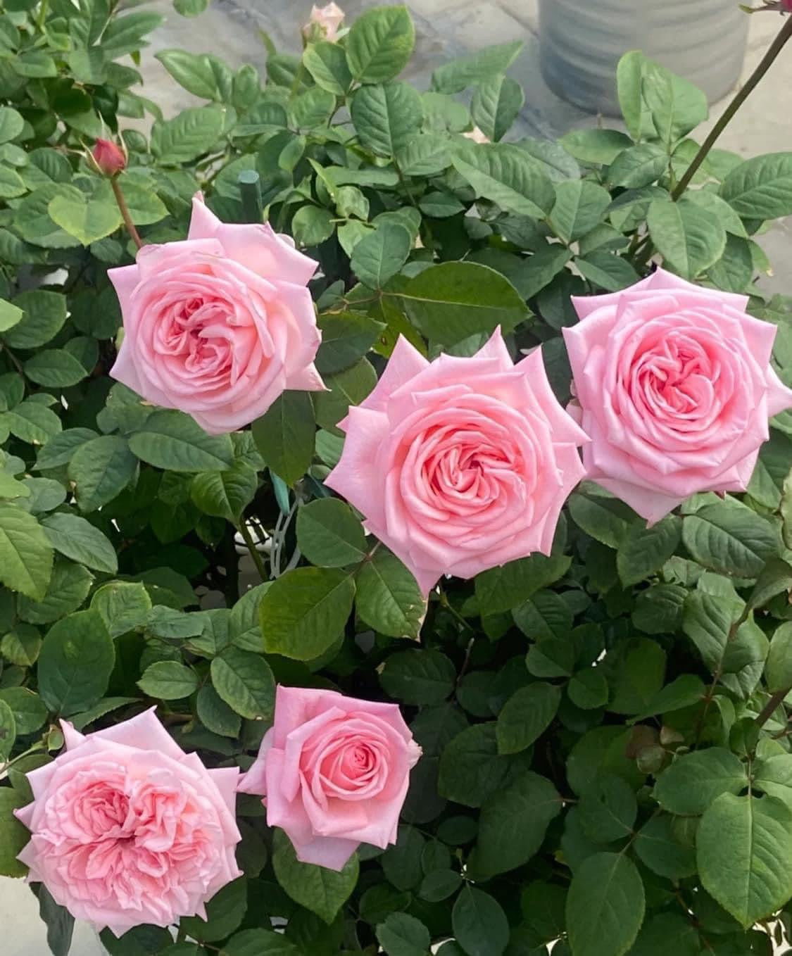 Pink O’hara