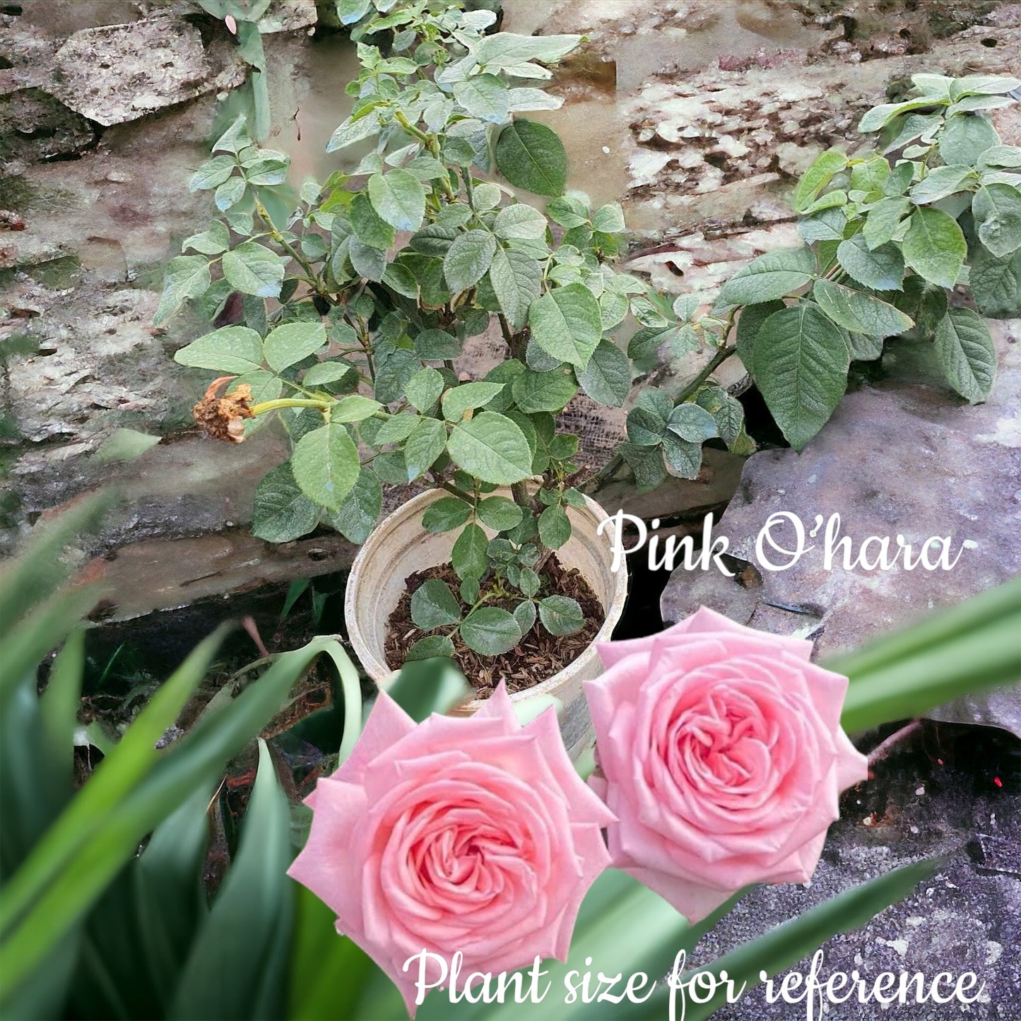 Pink O’hara