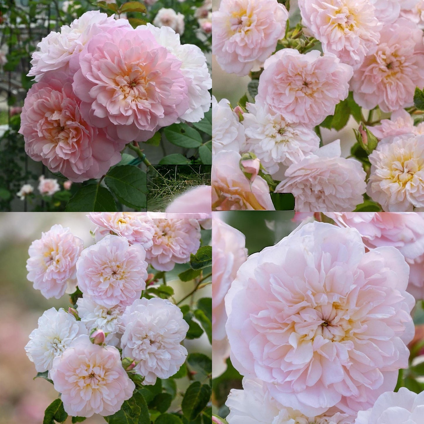 Elizabeth ( AUSmajesty)