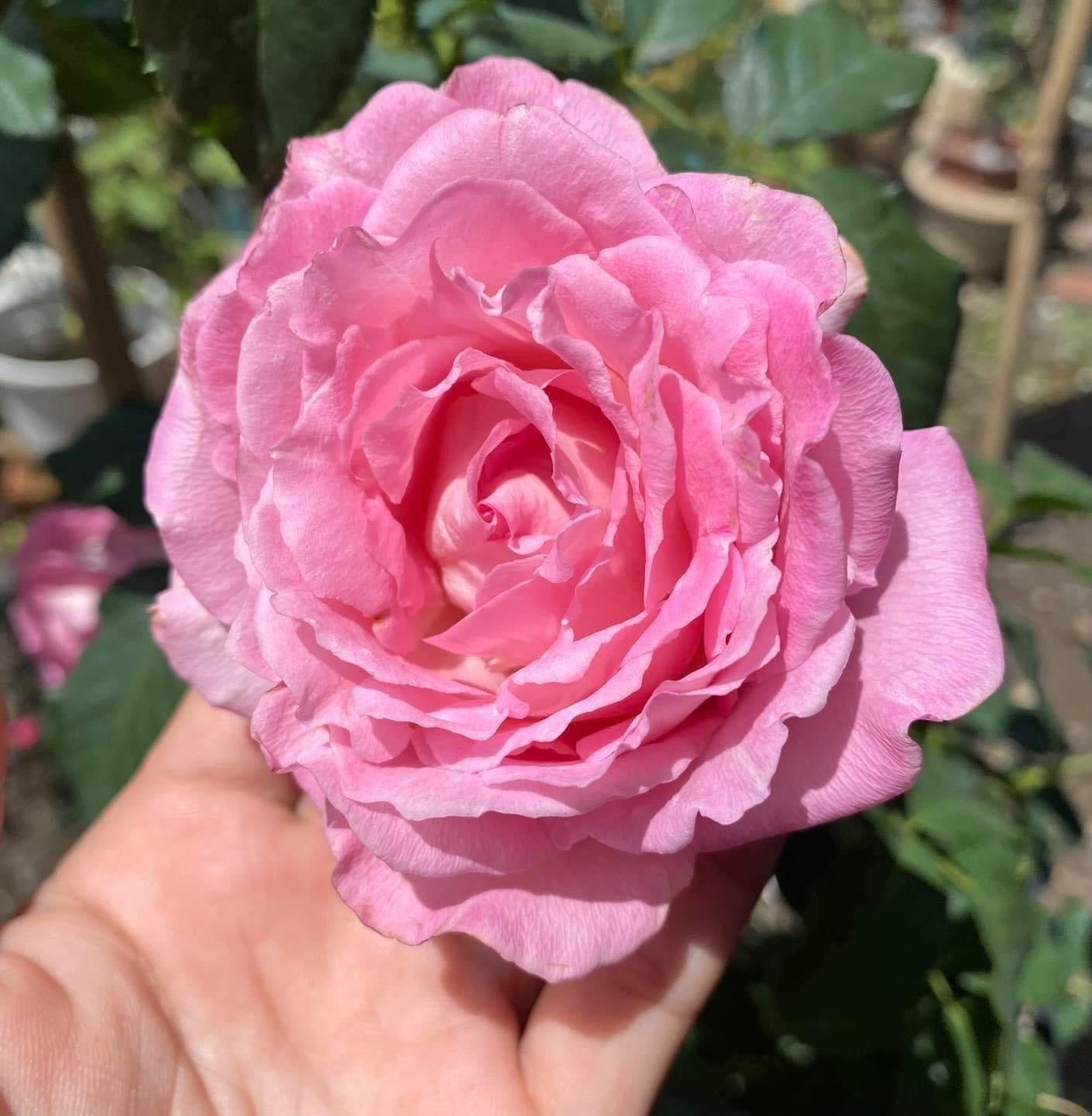 Rien-Bien-Stumbling Potted Rose Plant