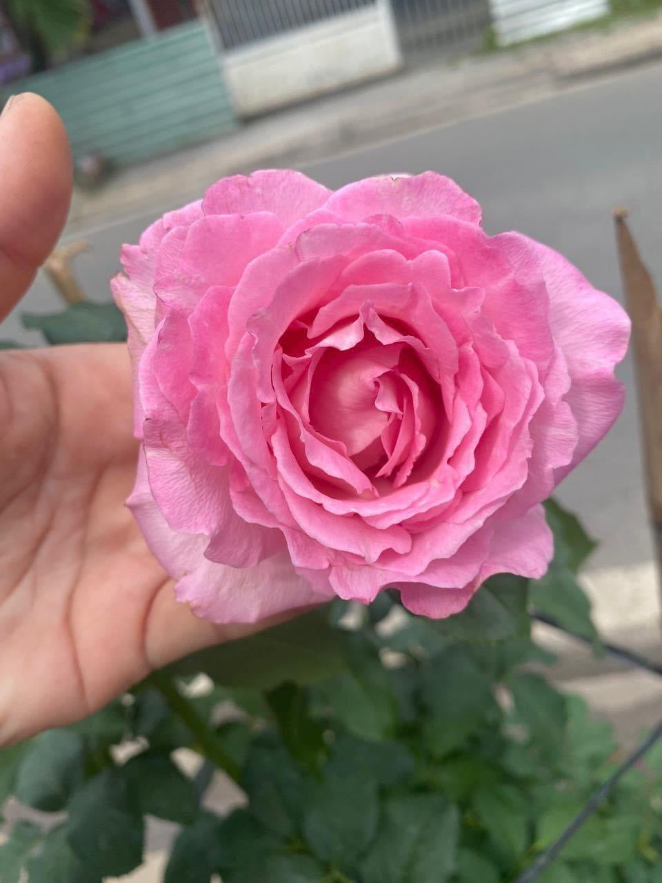 Rien-Bien-Stumbling Potted Rose Plant