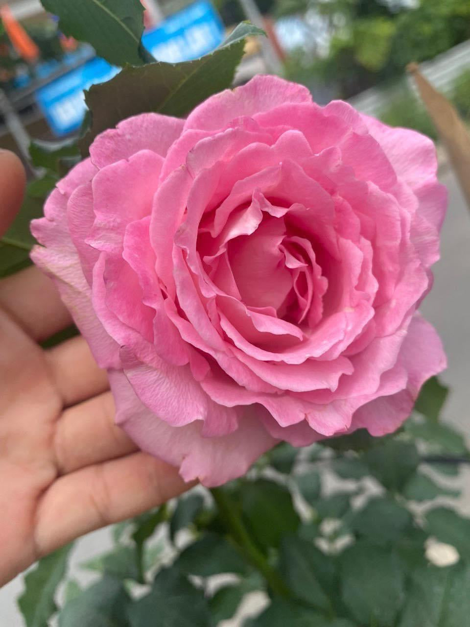 Rien-Bien-Stumbling Potted Rose Plant