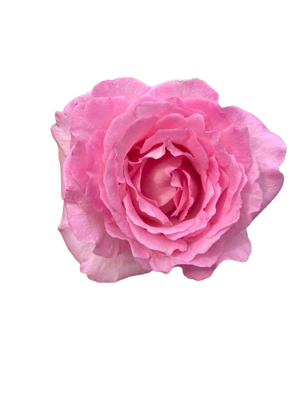 Rien-Bien-Stumbling Potted Rose Plant