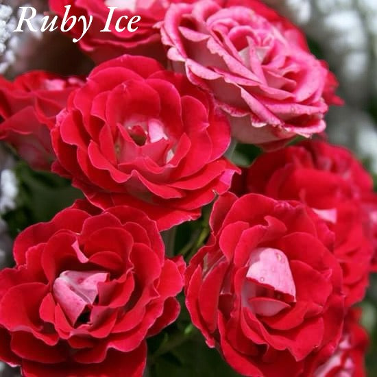 Ruby Ice