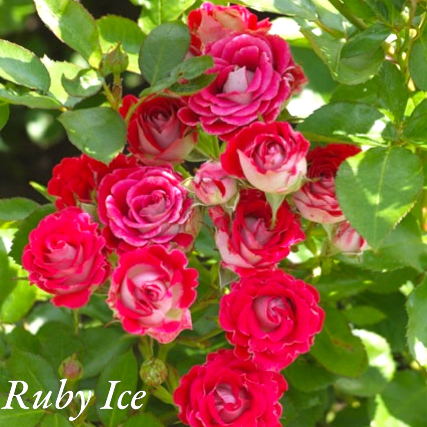 Ruby Ice