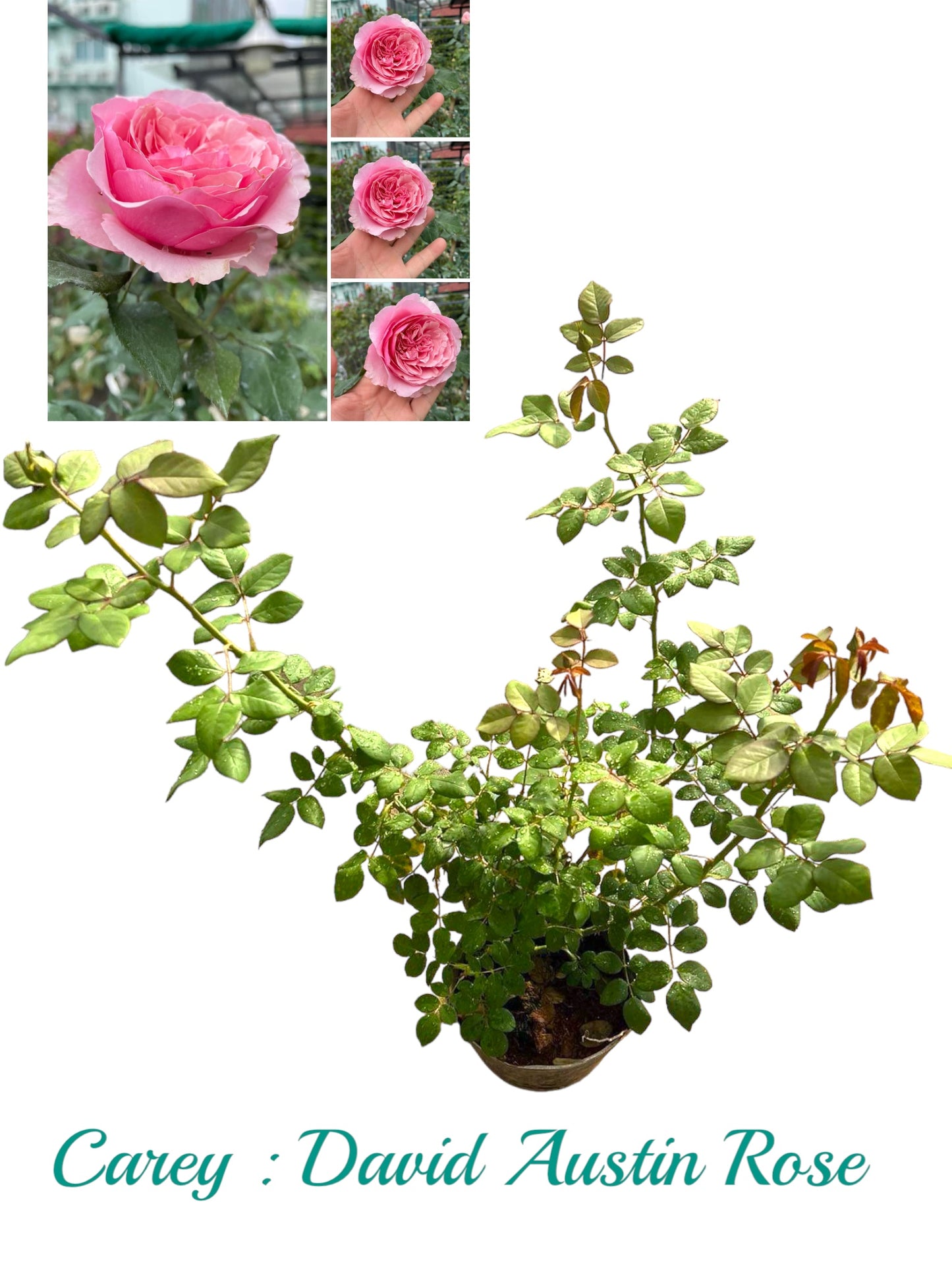 Carey: Mini Grafted Rose Plant
