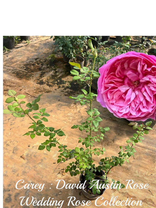 Carey: Mini Grafted Rose Plant