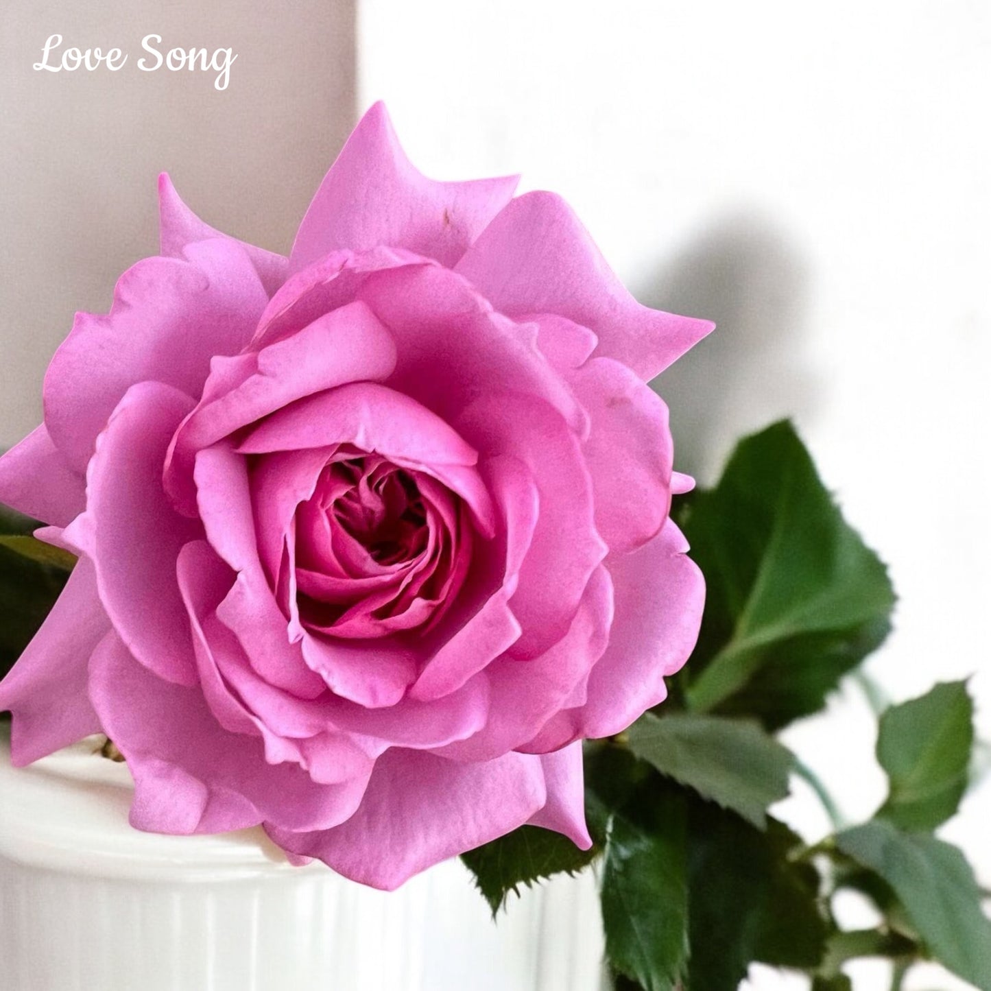 Love Song- Own Root Rose Plant