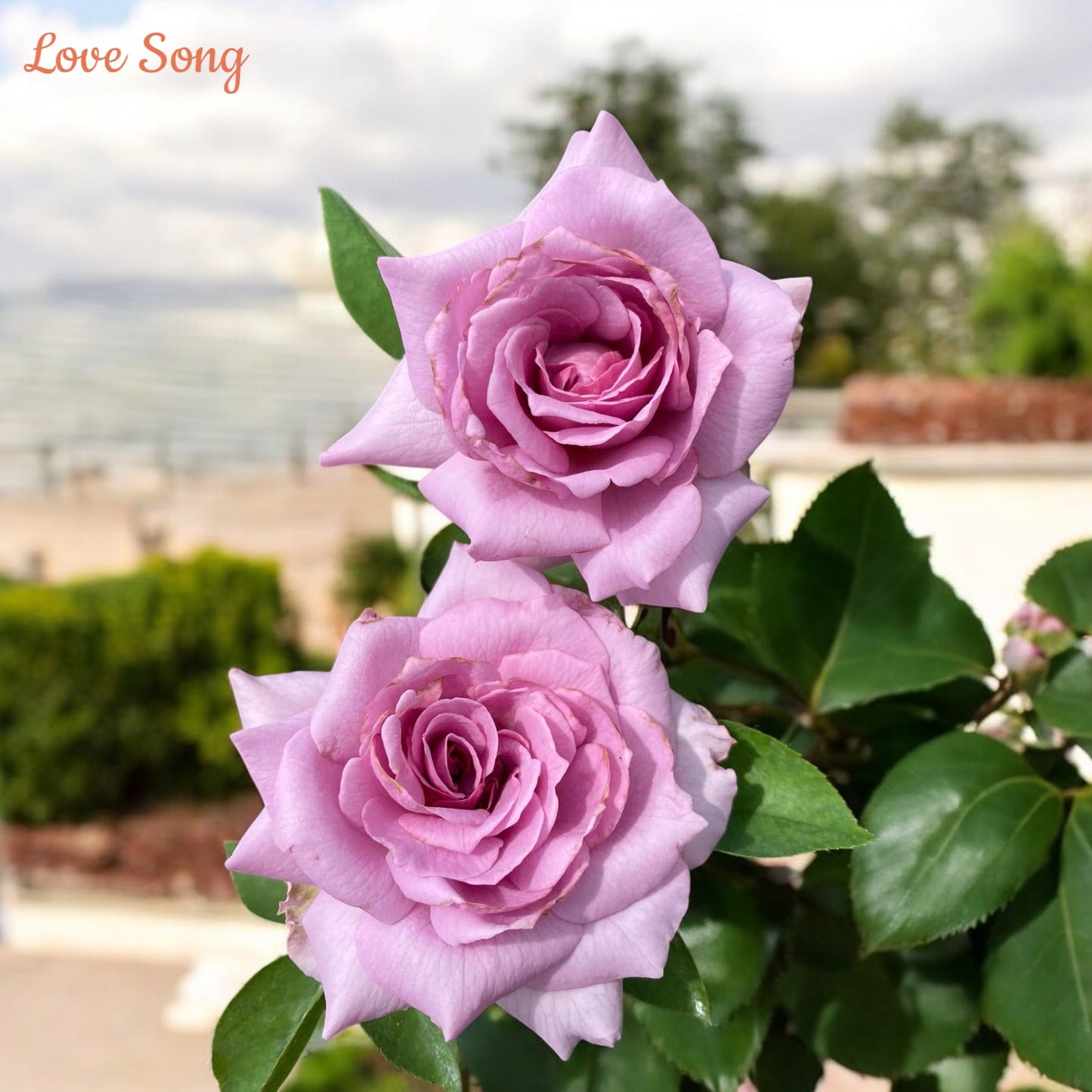 Love Song- Own Root Rose Plant