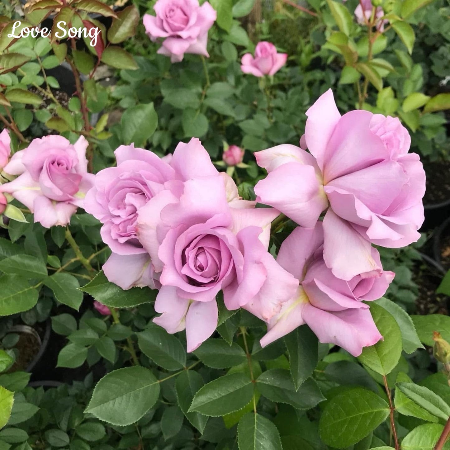 Love Song- Own Root Rose Plant