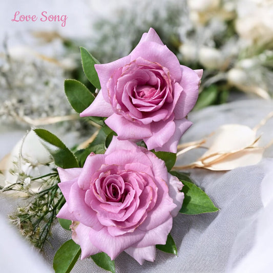 Love Song- Own Root Rose Plant