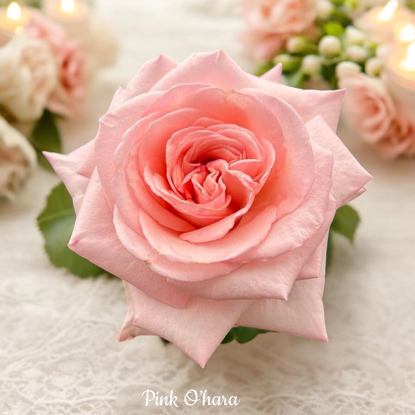 Pink O'Hara
