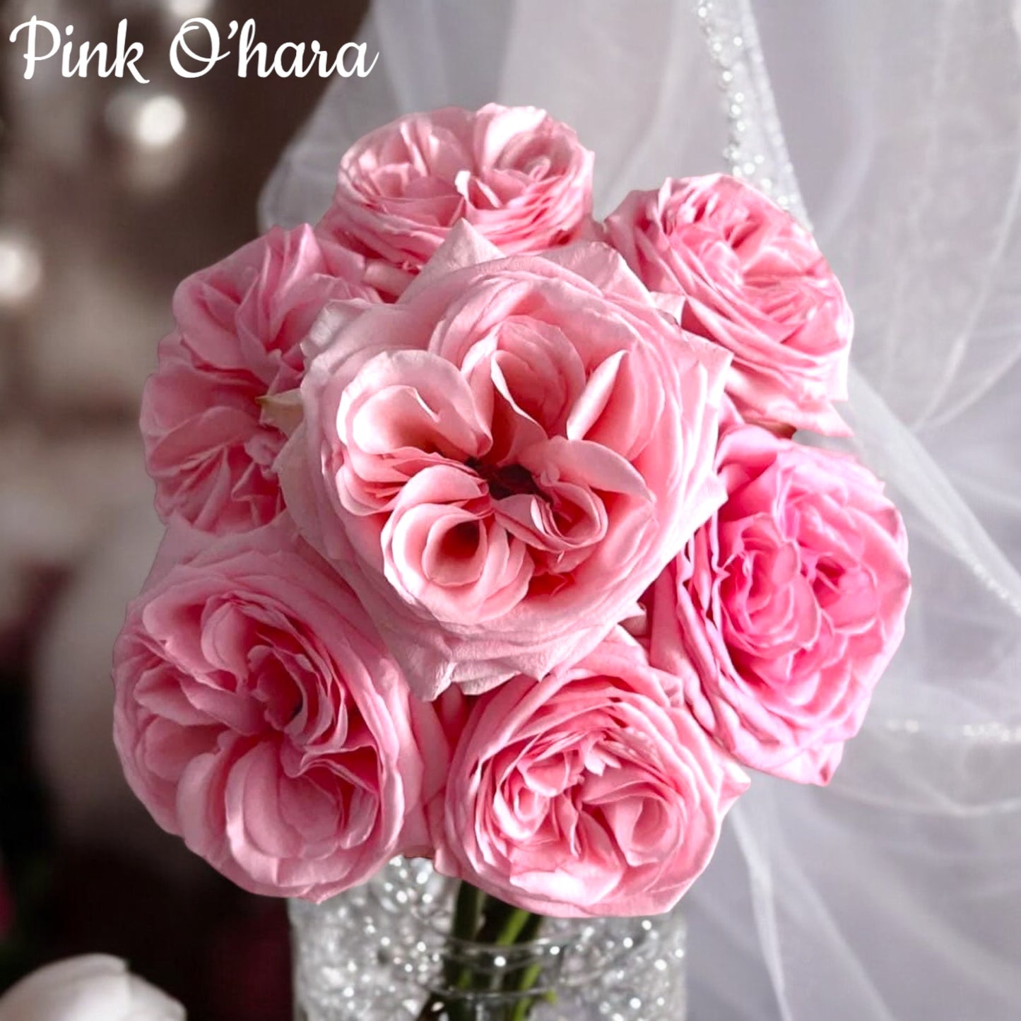 Pink O'Hara
