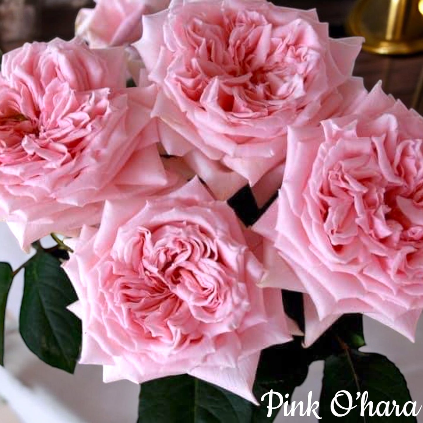 Pink O'Hara