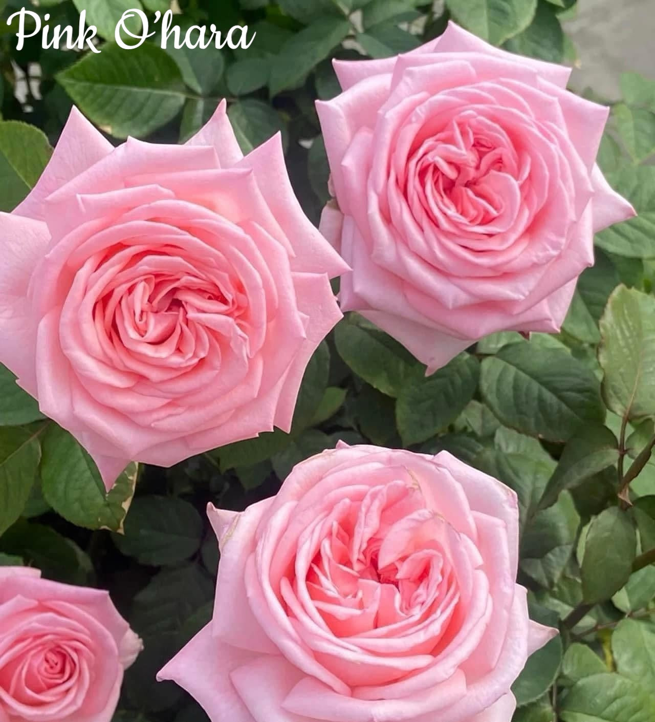 Pink O'Hara