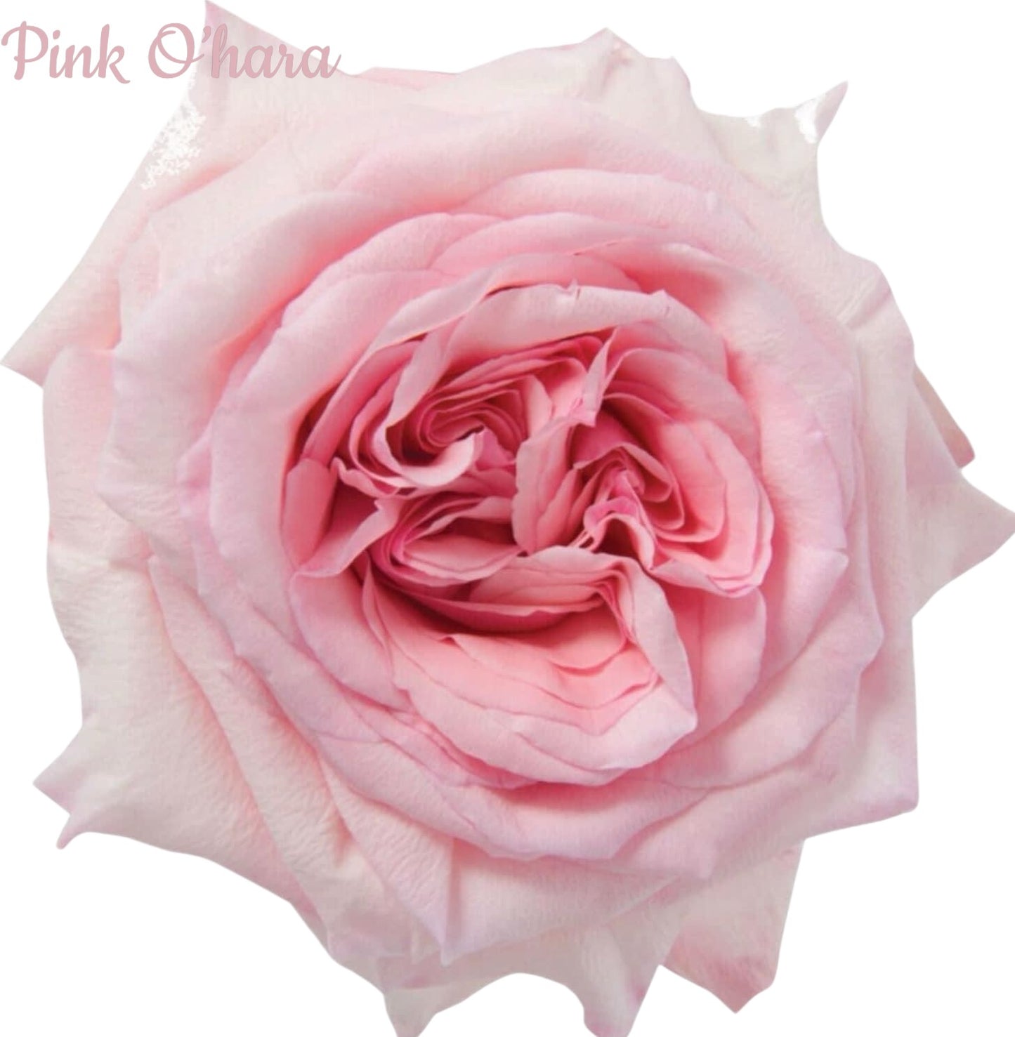 Pink O'Hara