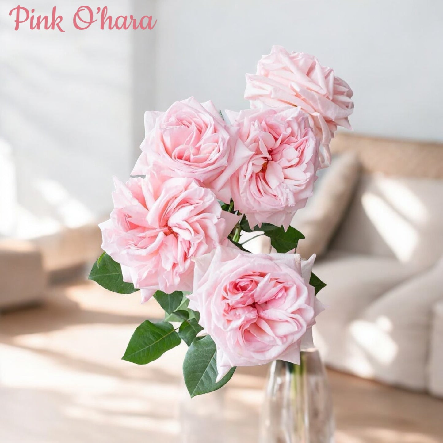 Pink O'Hara