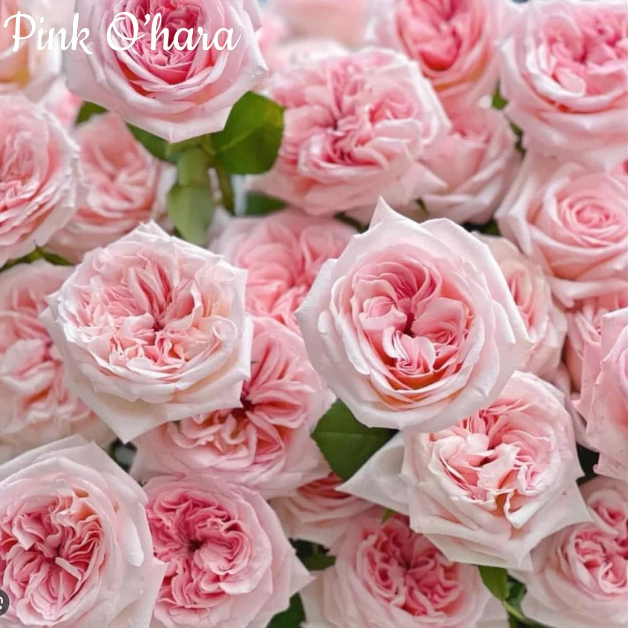 Pink O'Hara
