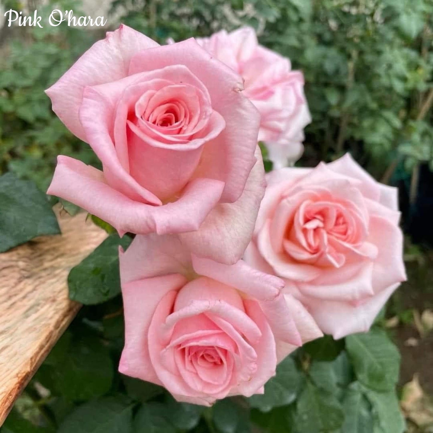 Pink O'Hara