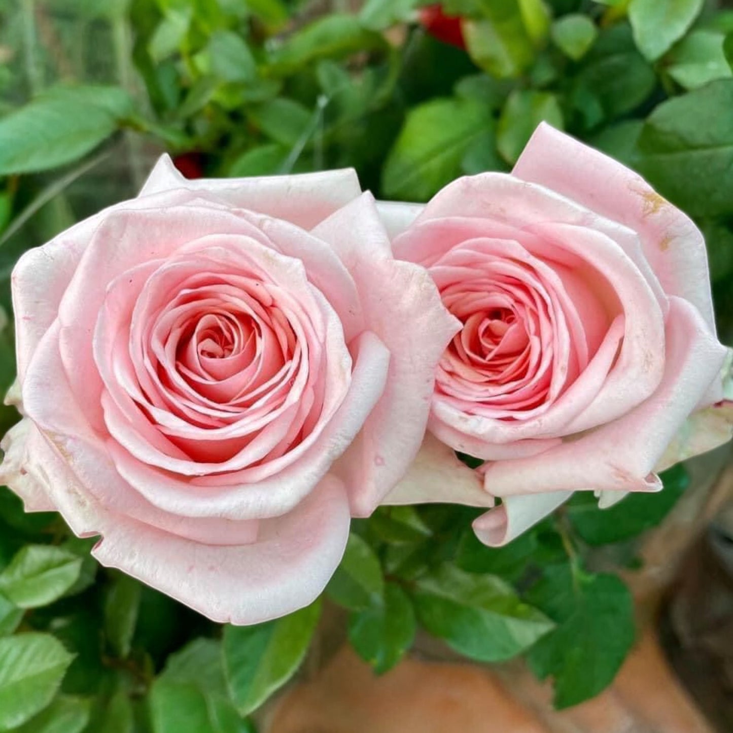 Pink O'Hara