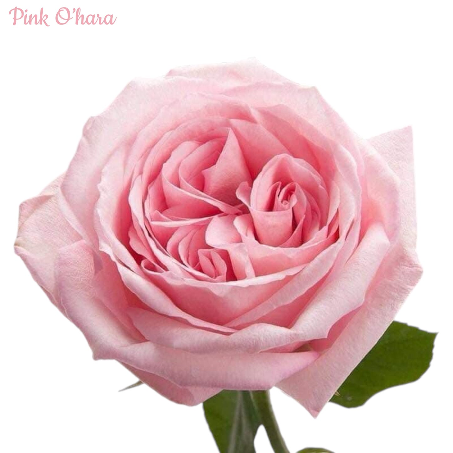 Pink O'Hara