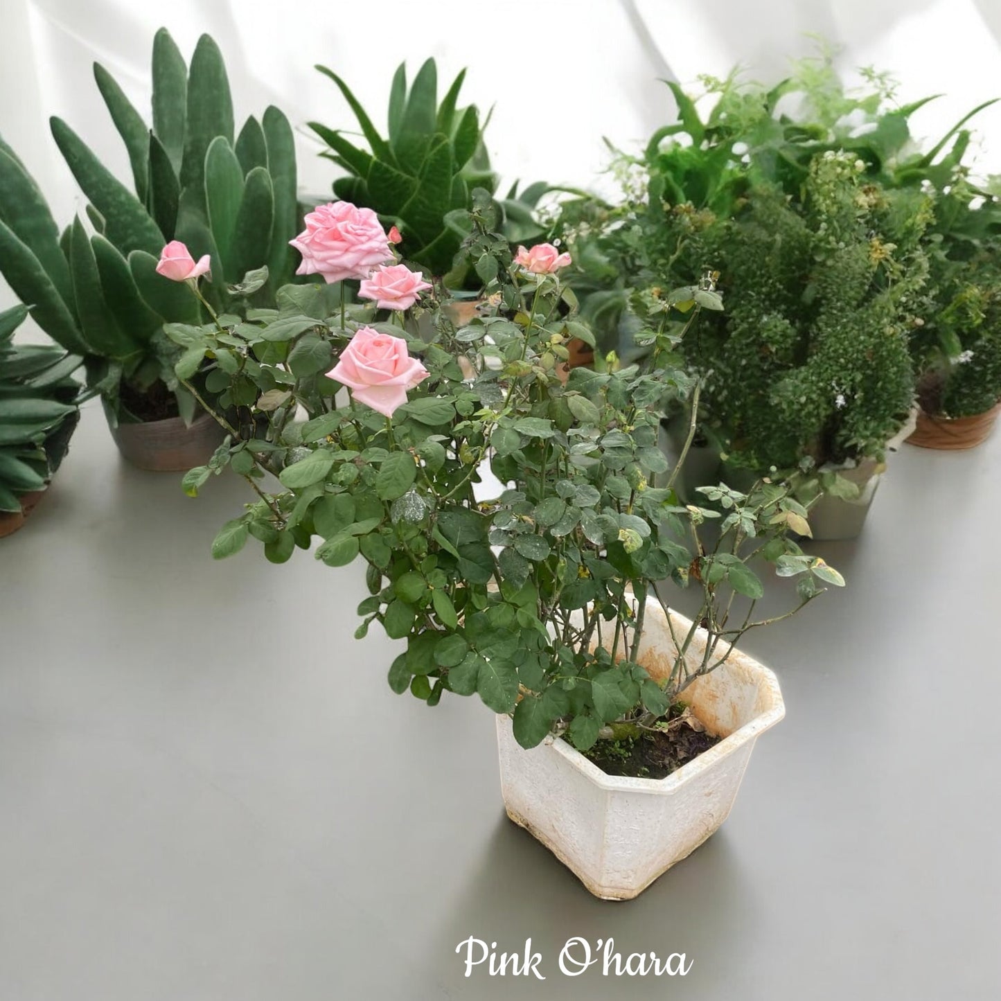 Pink O'Hara