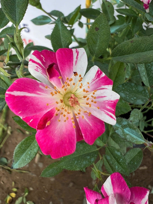 Stars ‘n’ Stripes