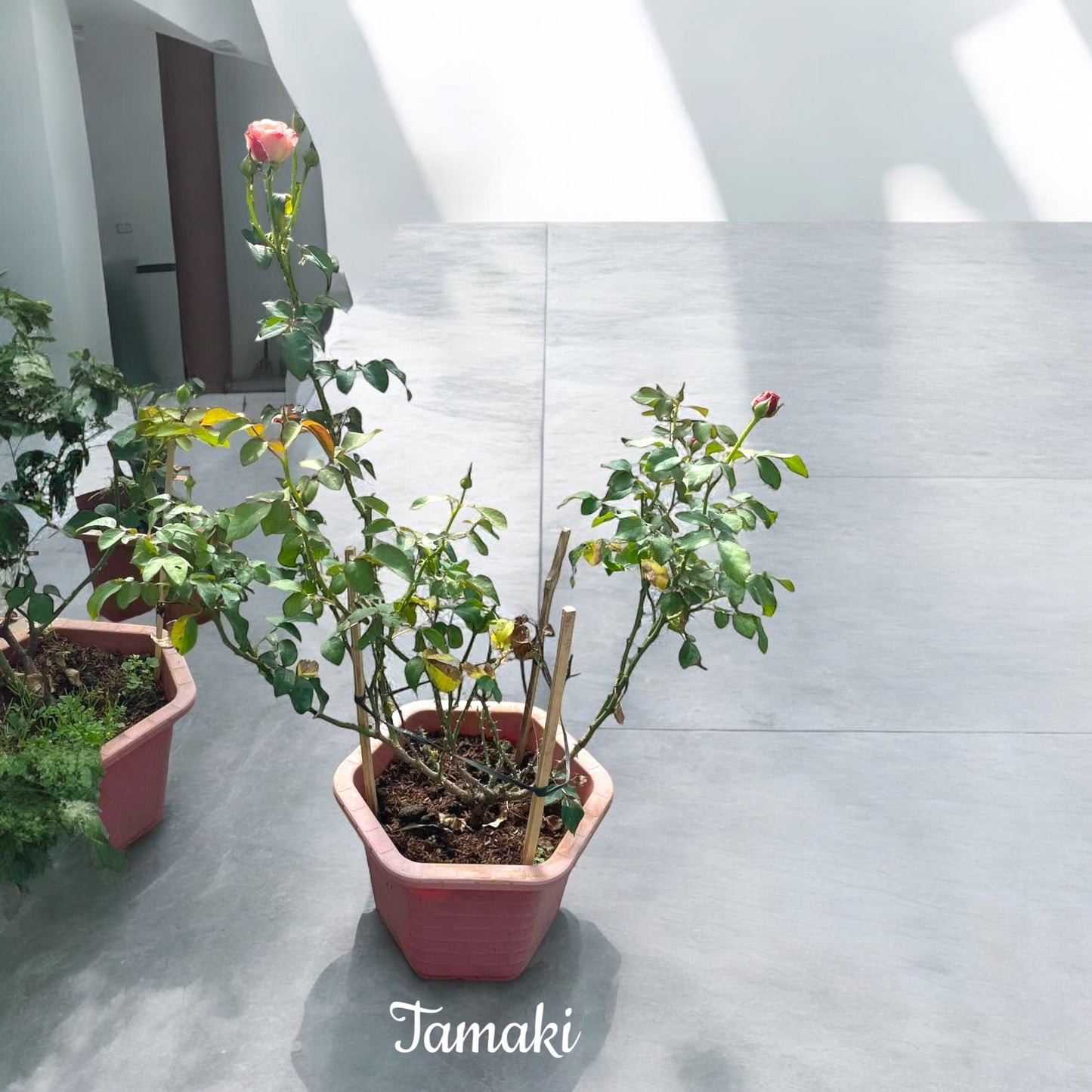 Tamaki