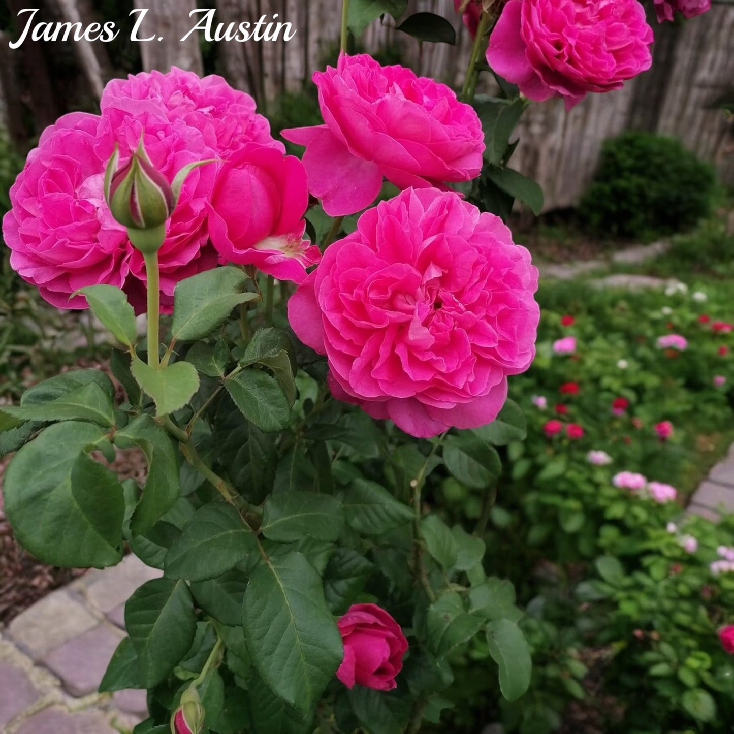 James L. Austin