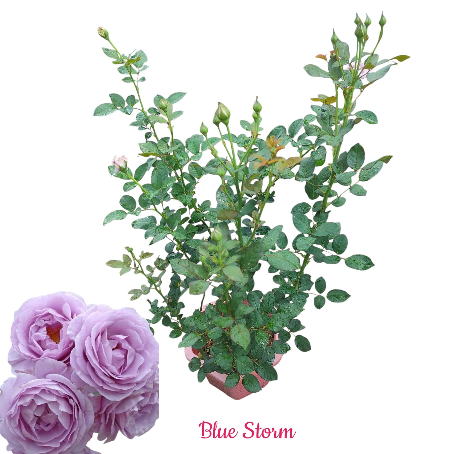 Blue Storm