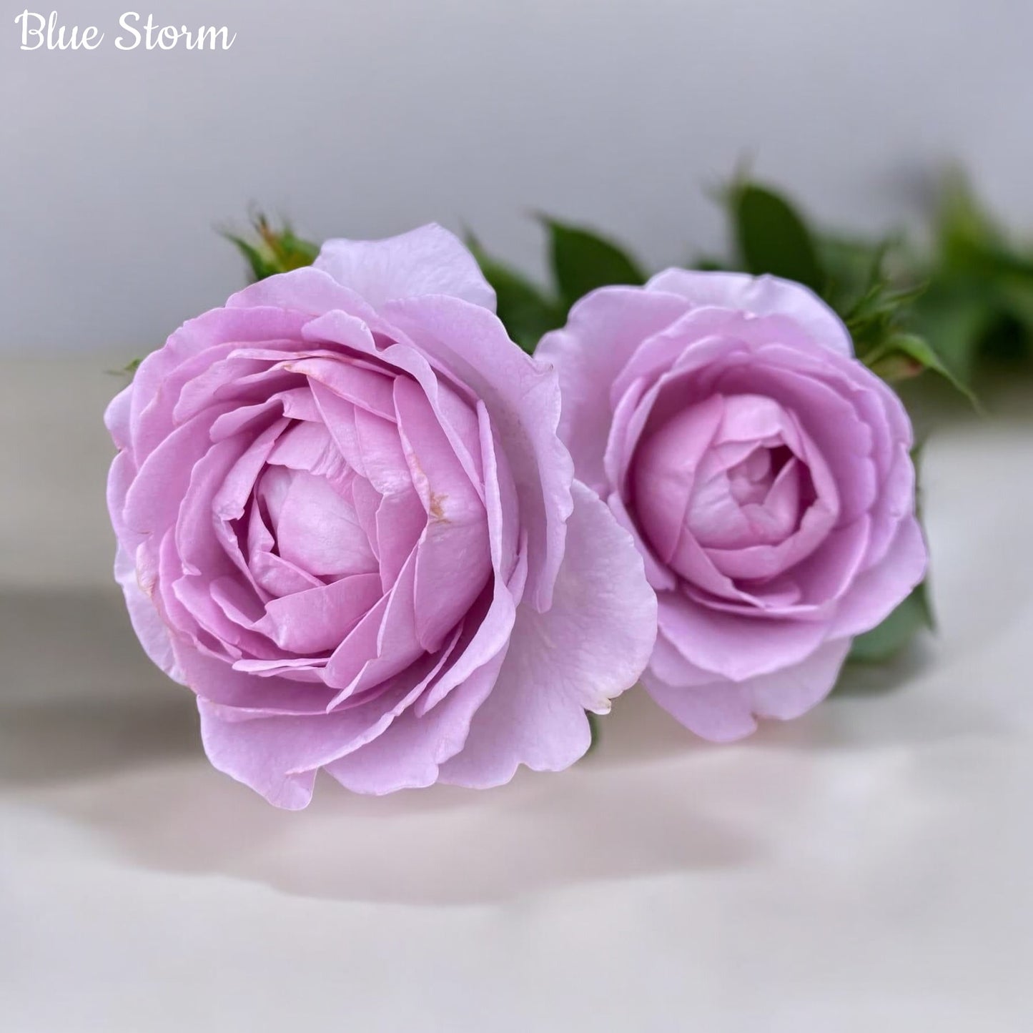 Blue Storm