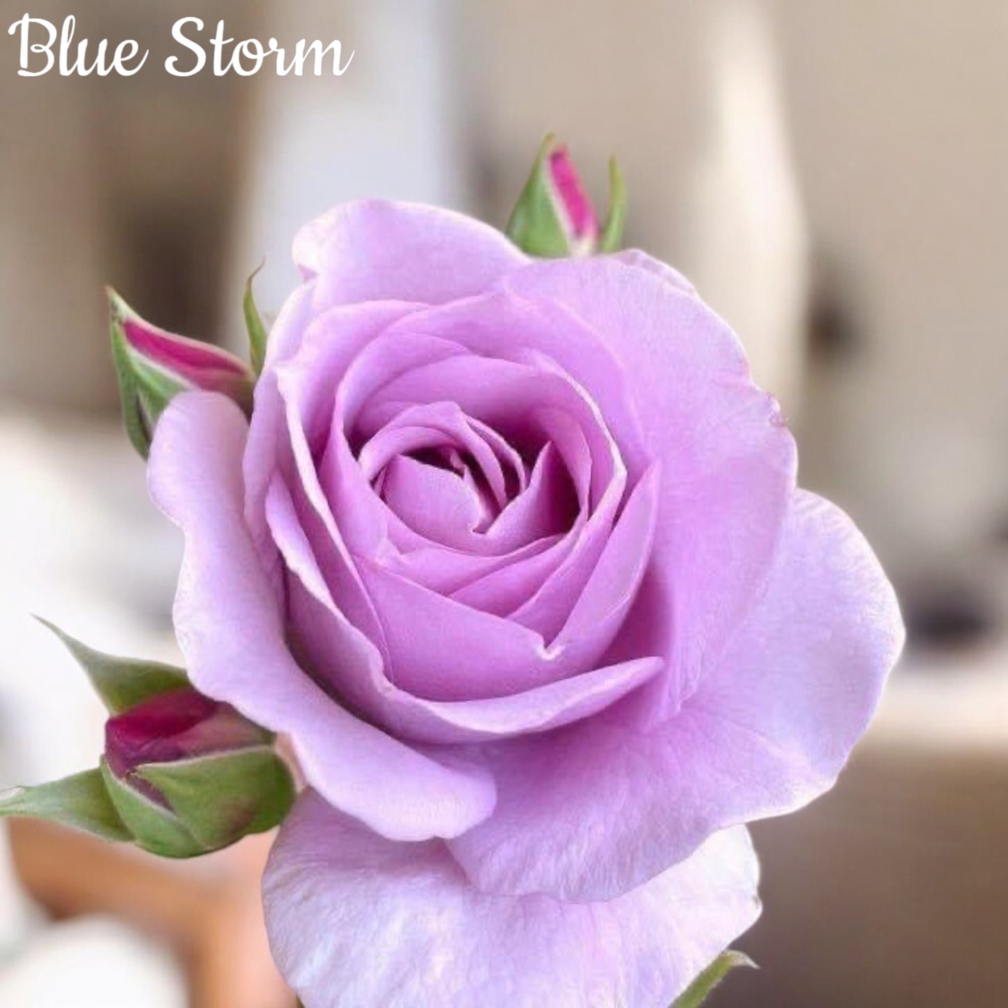 Blue Storm