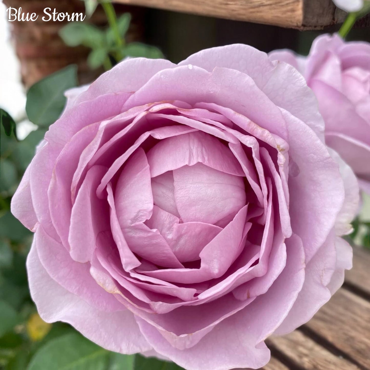 Blue Storm