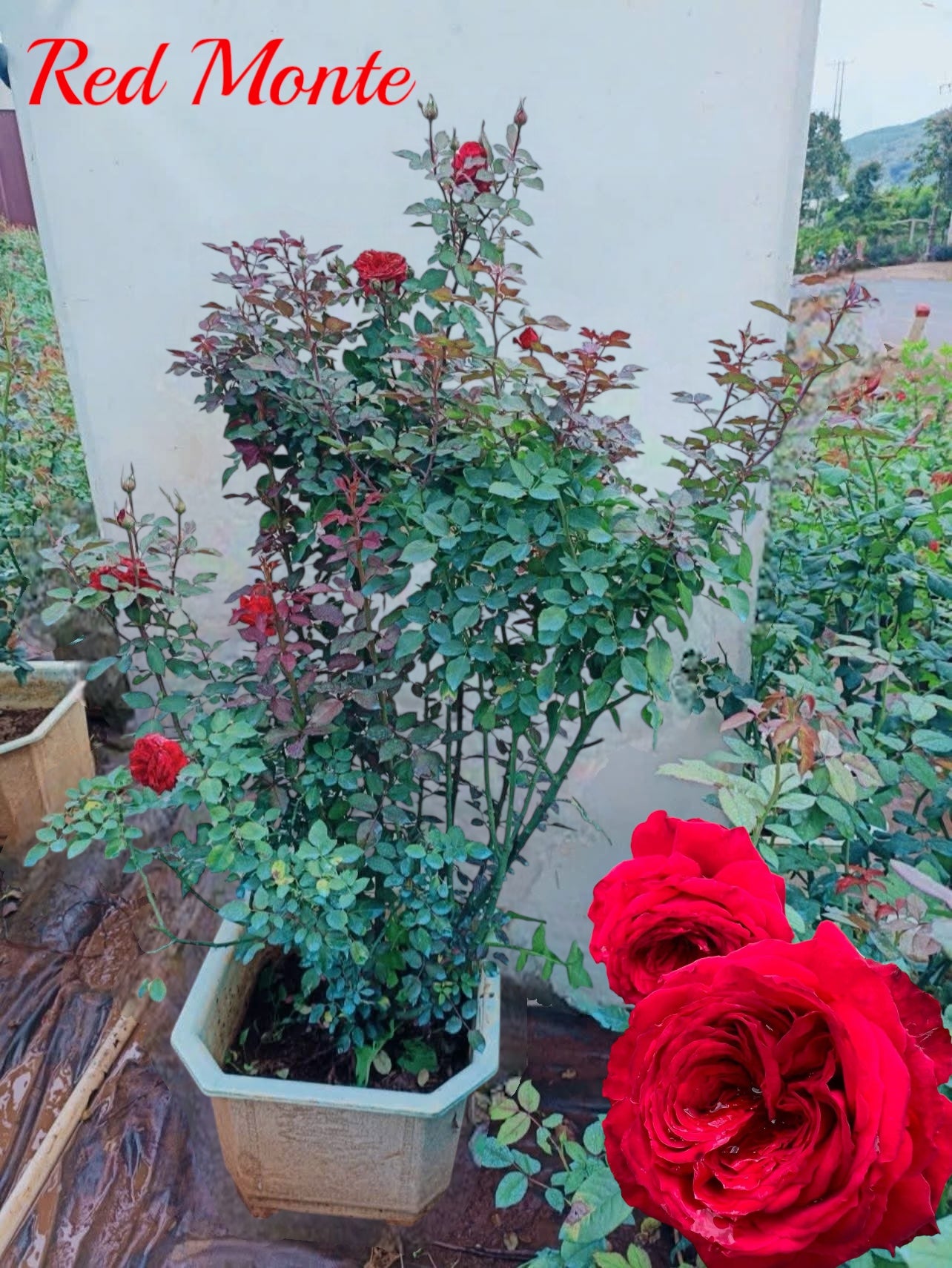 Red Monte ( Giant Rose Plant)