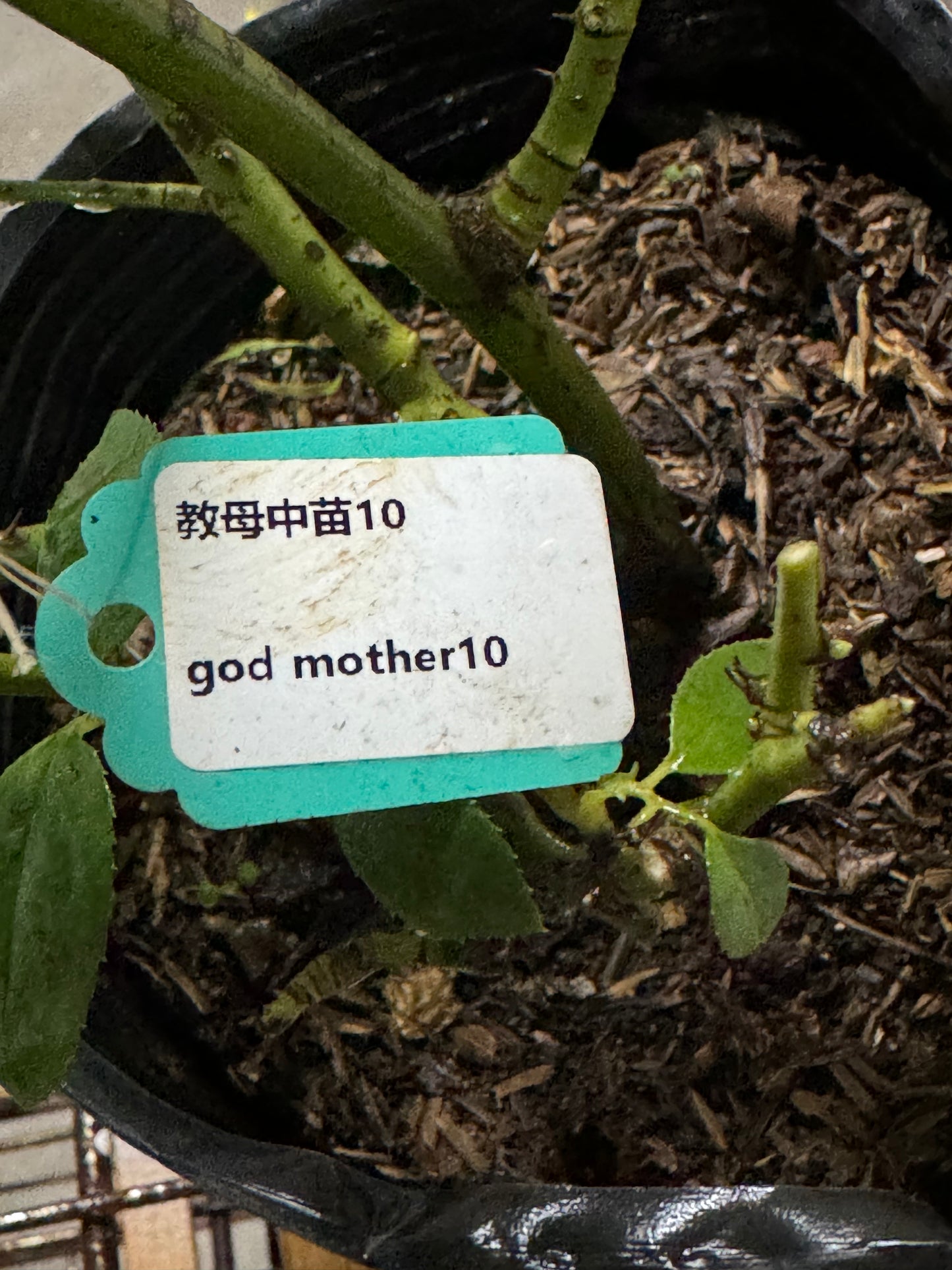 The Godmother