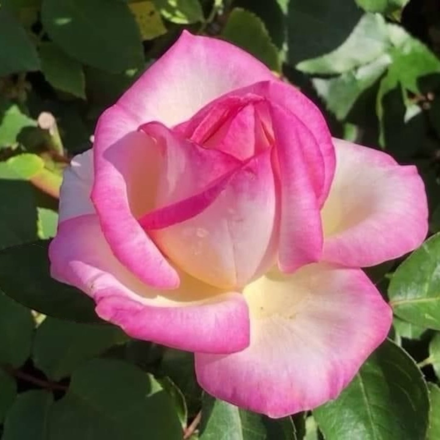 Princesse De Monaco