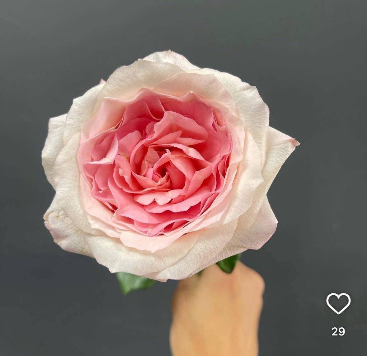 Mayra’s Bridal Pink