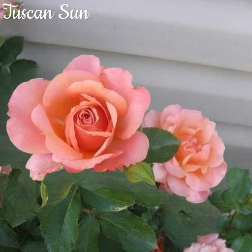 Tuscan Sun