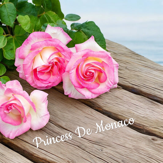 Princesse De Monaco