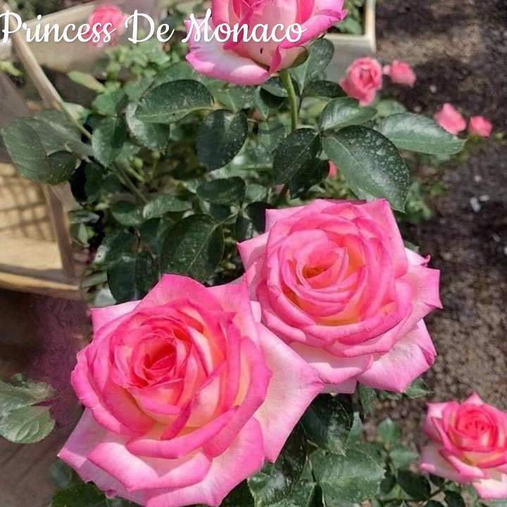 Princesse De Monaco