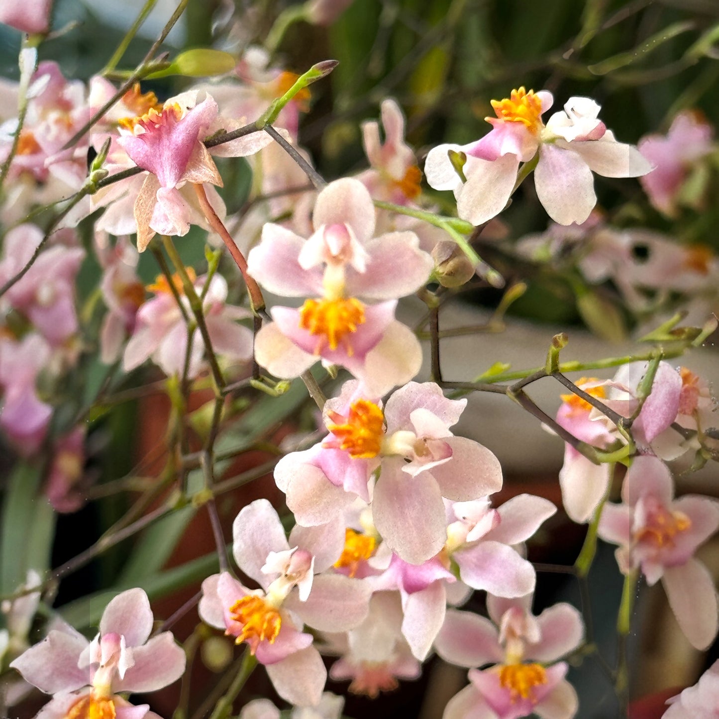 Oncidium Ornithornhynchum