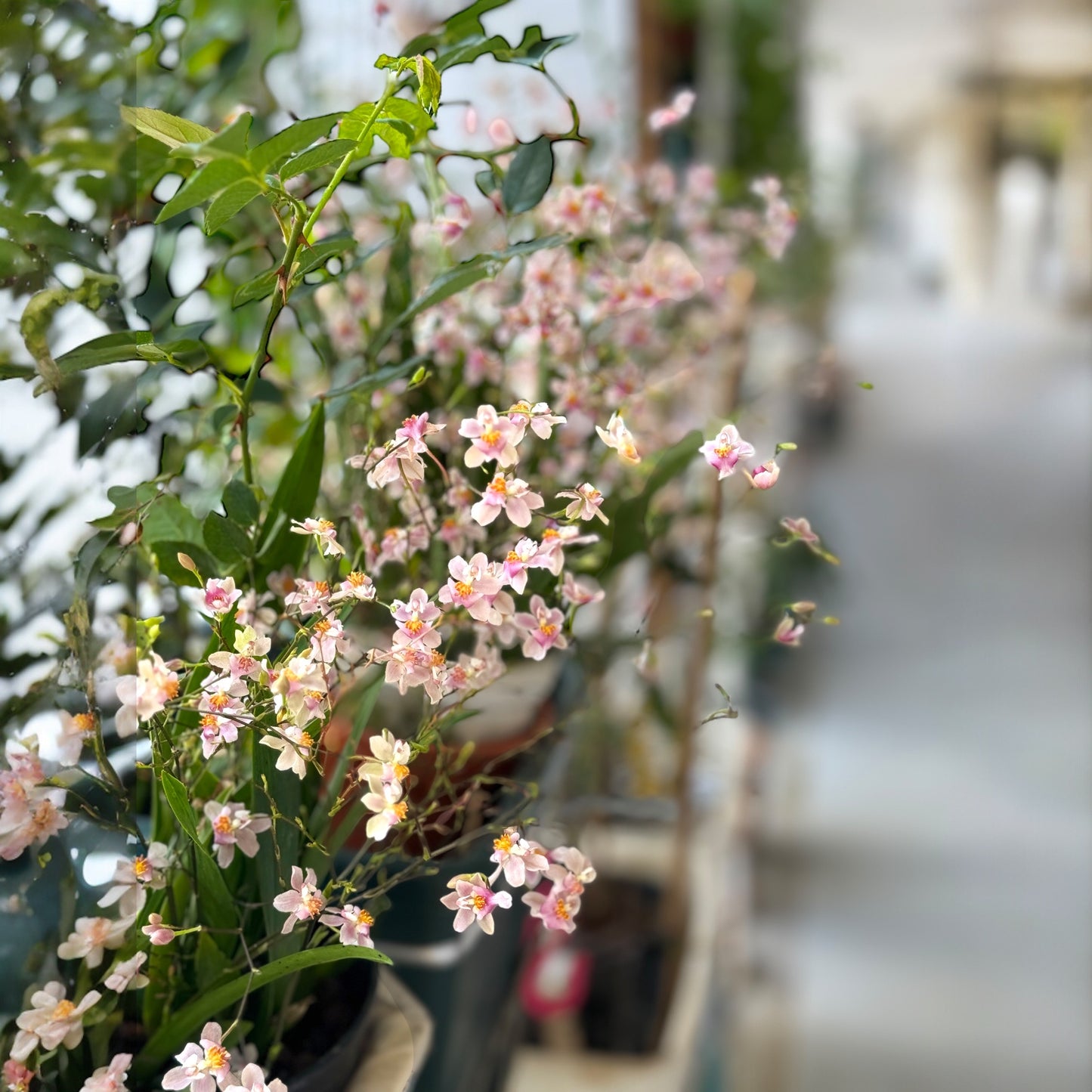 Oncidium Ornithornhynchum