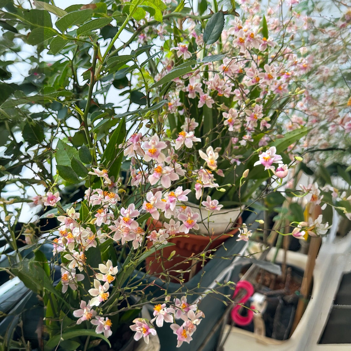 Oncidium Ornithornhynchum