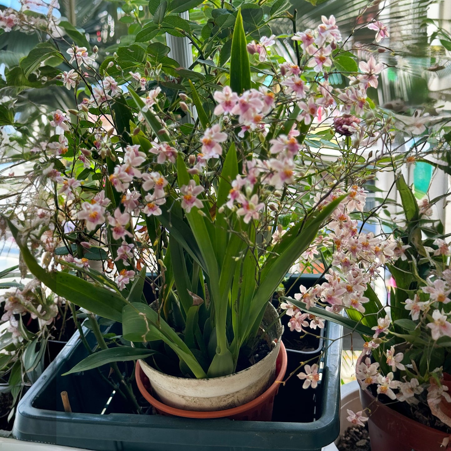 Oncidium Ornithornhynchum