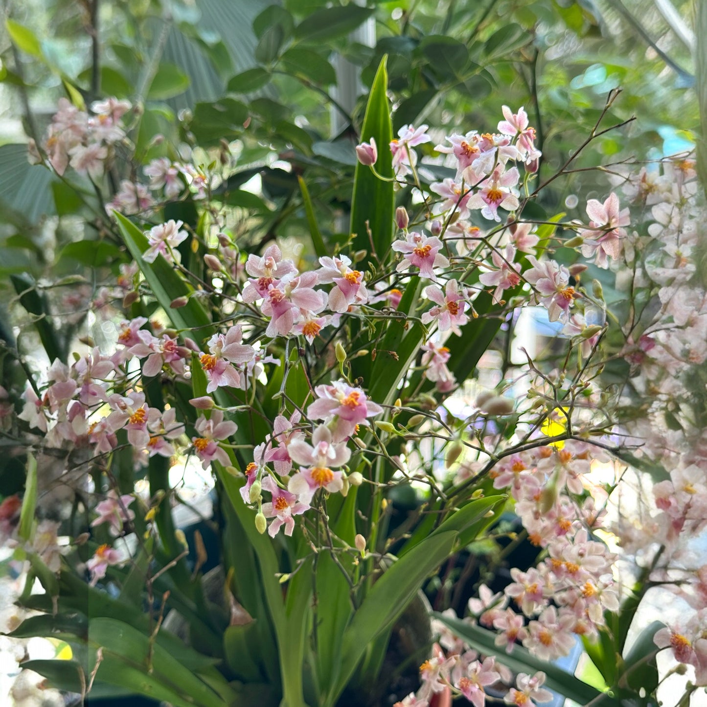 Oncidium Ornithornhynchum