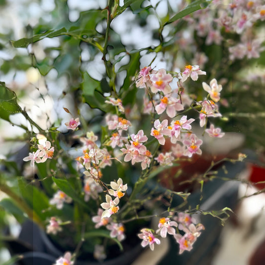Oncidium Ornithornhynchum